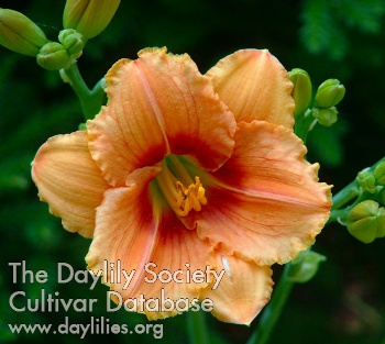 Daylily Hell's Half Acre